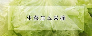 生菜怎么采摘,第1图