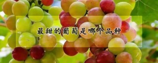 最甜的葡萄是哪个品种,第1图