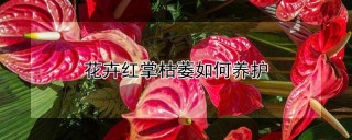 花卉红掌枯萎如何养护,第1图