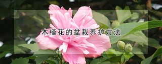 木槿花的盆栽养护方法,第1图