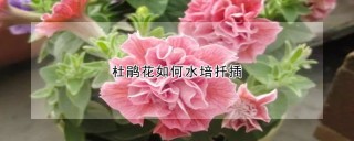 杜鹃花如何水培扦插,第1图