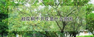 桂花树不开花是什么原因,第1图