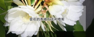 昙花的养殖方法和修剪,第1图