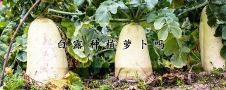 白露种植萝卜吗,第1图