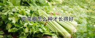 芹菜根怎么种才长得好,第1图