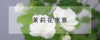 茉莉花寓意,第1图