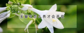 玉簪花怎么养才会开花,第1图