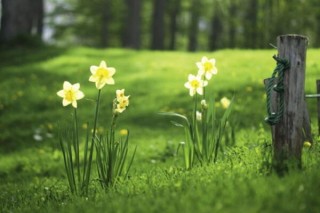 水仙花怎么延长花期，掌握以下五个方法,第3图