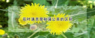 花叶滇苦菜和蒲公英的区别,第1图