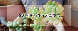 夏天种多肉怎样成活率高,第1图