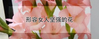 形容女人坚强的花,第1图