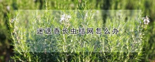 迷迭香长虫结网怎么办,第1图