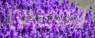 紫色薰衣草的花语,第1图