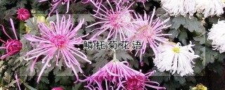 鳞托菊花语,第1图