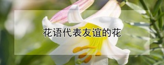 花语代表友谊的花,第1图