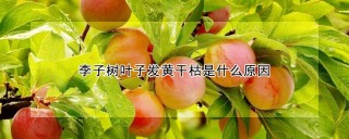 李子树叶子发黄干枯是什么原因,第1图