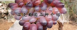 温克葡萄品种介绍,第1图