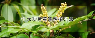 十大功劳黄连种植方法,第1图