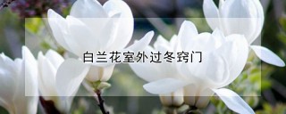 白兰花室外过冬窍门,第1图