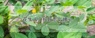 花生人工控旺怎么摘心,第1图