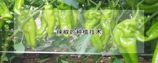 辣椒的种植技术,第1图