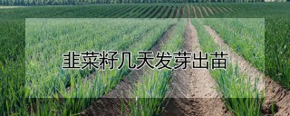 韭菜籽几天发芽出苗,第1图