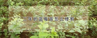 二年的蓝莓苗怎么修剪,第1图