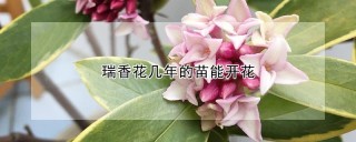 瑞香花几年的苗能开花,第1图