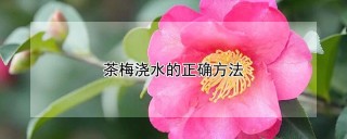 茶梅浇水的正确方法,第1图