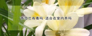 香雪兰有毒吗 适合在室内养吗,第1图