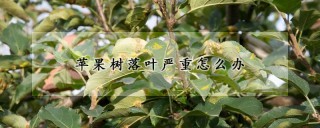 苹果树落叶严重怎么办,第1图