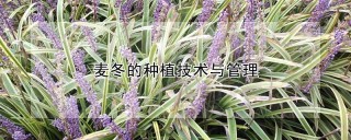 麦冬的种植技术与管理,第1图