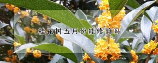 桂花树五月份能修剪吗,第1图