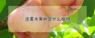 连雾水果树是什么植物,第1图