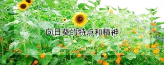 向日葵的特点和精神,第1图