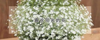 喜欢阳光的花,第1图