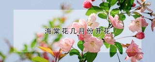 海棠花几月份开花,第1图