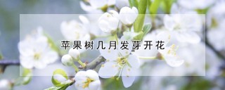 苹果树几月发芽开花,第1图