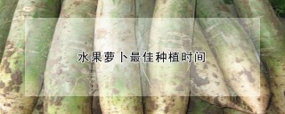 水果萝卜最佳种植时间,第1图