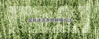 盆栽迷迭香的种植方法,第1图