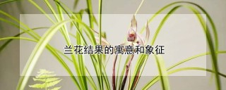 兰花结果的寓意和象征,第1图