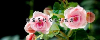 海棠花的花语和寓意,第1图