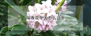 瑞香花冬天怎么过冬,第1图