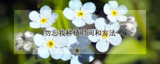 勿忘我种植时间和方法,第1图