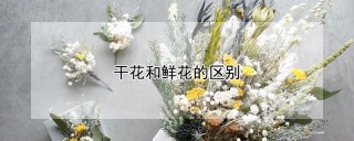 干花和鲜花的区别,第1图