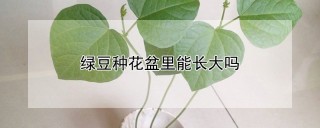 绿豆种花盆里能长大吗,第1图