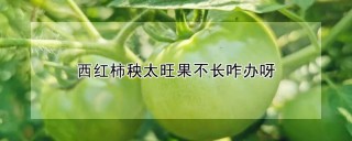 西红柿秧太旺果不长咋办呀,第1图