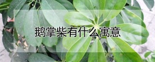 鹅掌柴有什么寓意,第1图