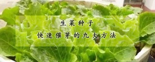 生菜种子快速催芽的九大方法,第1图