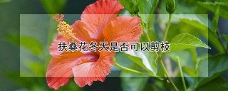 扶桑花冬天是否可以剪枝,第1图